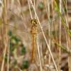 Sympetrum meridionale